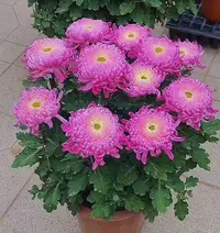 【花苞发货】[洹水映月]九月菊花苗大型花好养护简单耐寒耐旱
