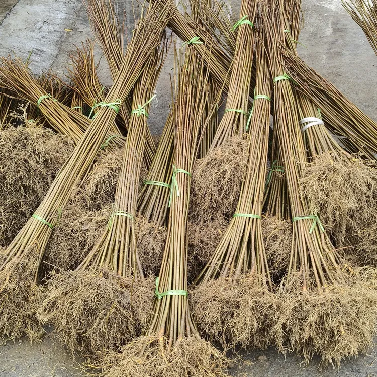 移栽苗，厚皮川黄柏现起现发根系发达存活率高