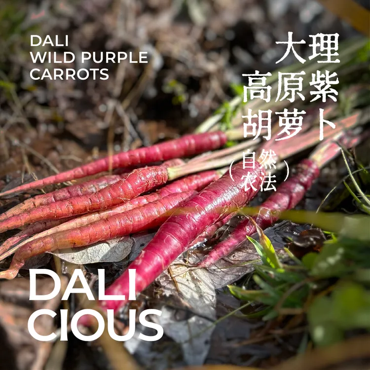 理由农场大理高原紫胡萝卜 自然农法种植新鲜脆甜水果富含花青素