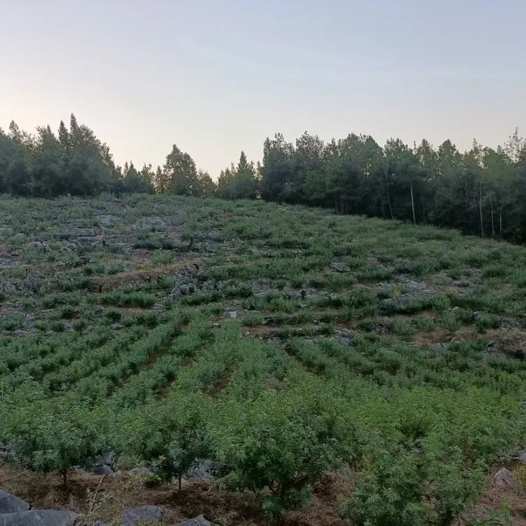 贵州青花椒又香又麻
