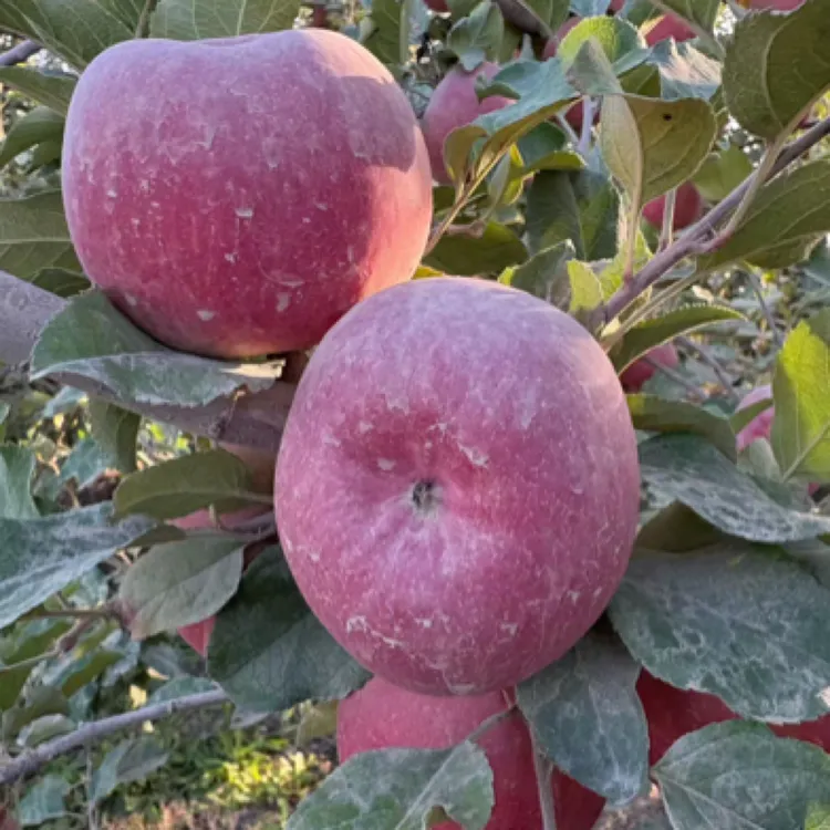 【新疆稞莱茵红苹果】产地直发新鲜采摘孕妇水果爆甜多汁口感细腻