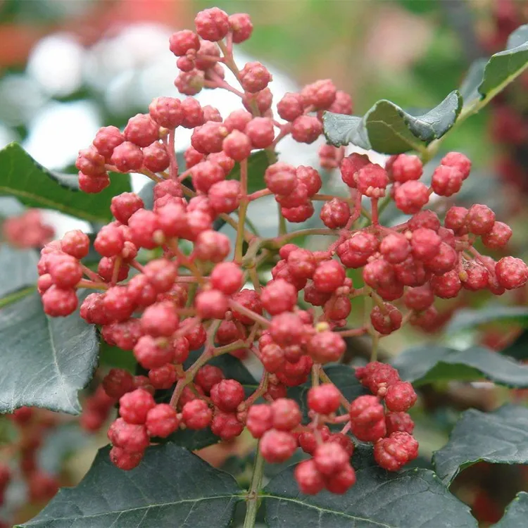 正宗韩城大红袍花椒苗 高产花椒树苗 狮子头黄盖产地直发