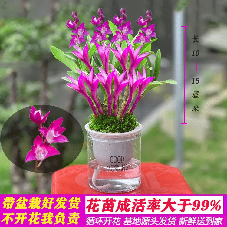 七彩香水石斛水培兰冬带花卉花苞开花浓香桌面室内绿植盆栽