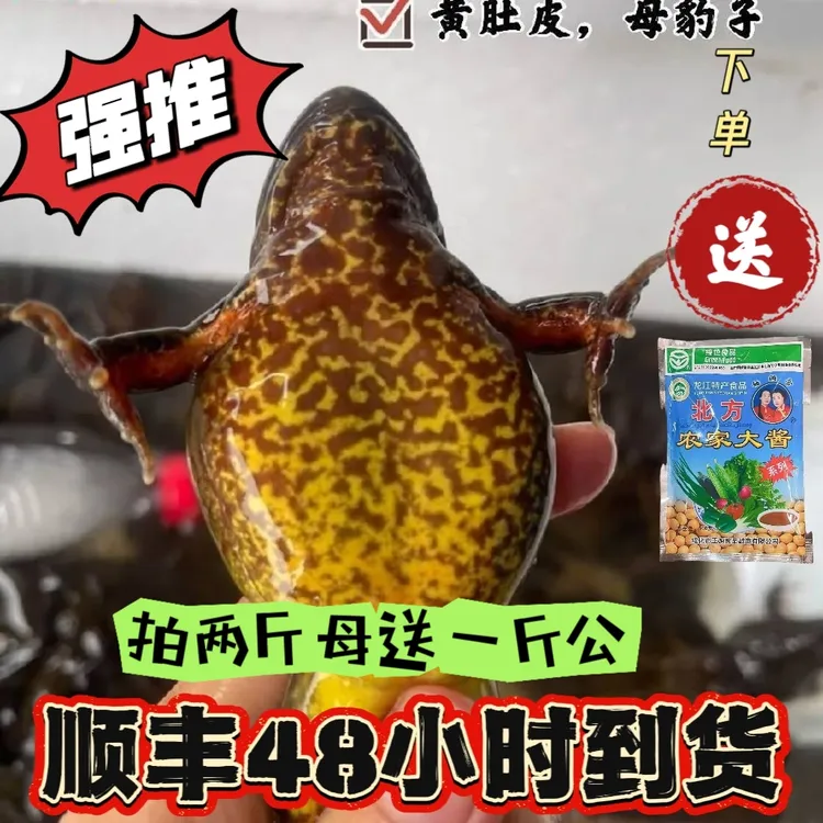 顺丰活发（多买优惠）黄肚林蛙雪蛤蟆母豹子满油籽拍两斤母送一斤公