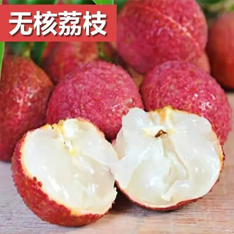 正宗嫁接无核荔枝树苗，可盆栽地栽庭院种植