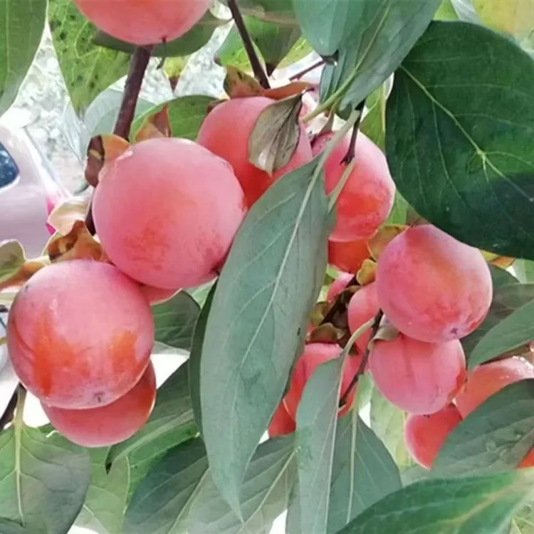 陕西嫁接小火罐软甜落叶不落惊喜