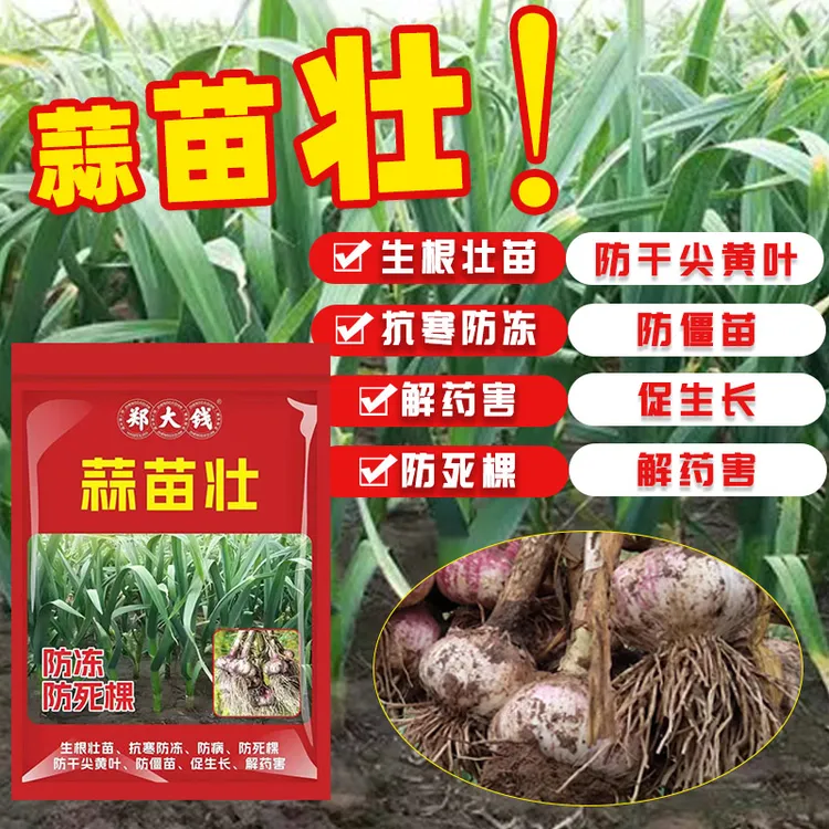 蒜苗壮套装 大蒜生根壮苗促生长抗寒防冻防死苗烂根干尖黄叶建议