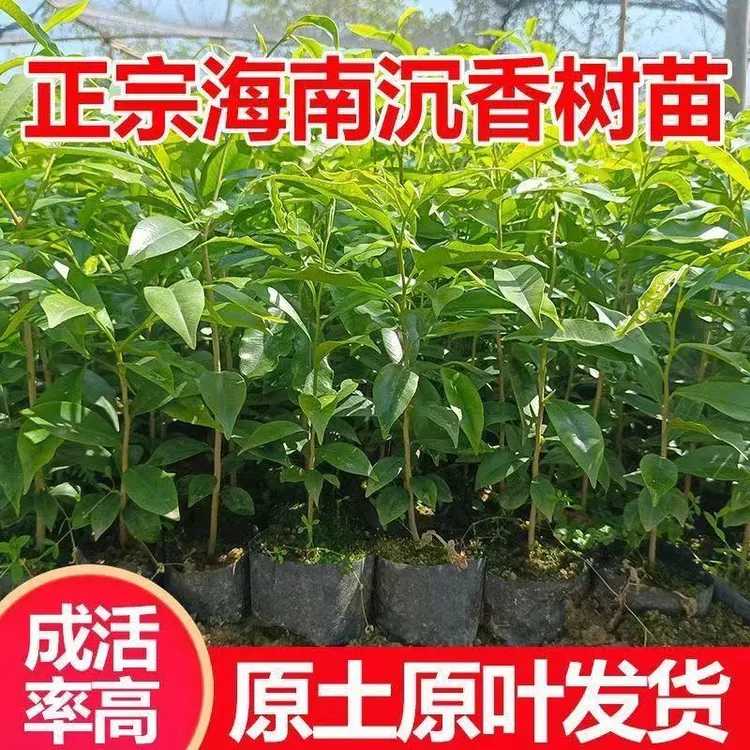 正宗名贵海南沉香树苗奇楠沉香苗木沉香树苗珍稀绿植沉香木苗批发