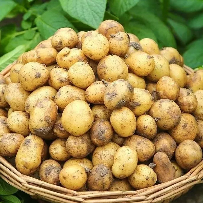 贵州高山新鲜黄皮黄心高山小土豆迷你马铃薯洋芋蔬菜批发小土豆