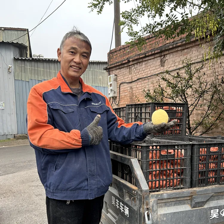 ［京东］山西太谷白城生态农场酥梨脆甜多汁(空格正常论斤不论个）