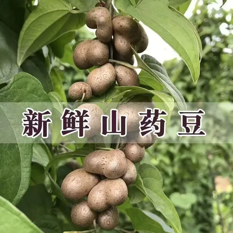 正宗铁棍山药豆山药蛋软糯香甜新鲜现摘产地直发产量少1斤5斤