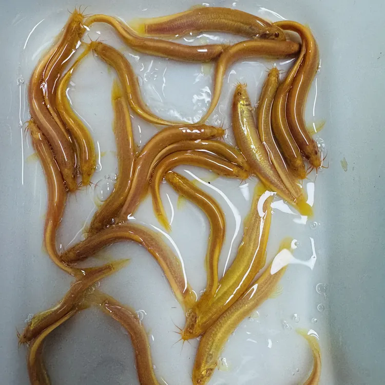 冷水淡水深水可养宠物鳅黄金鳅观赏鳅清理鱼粪藻类水族用品