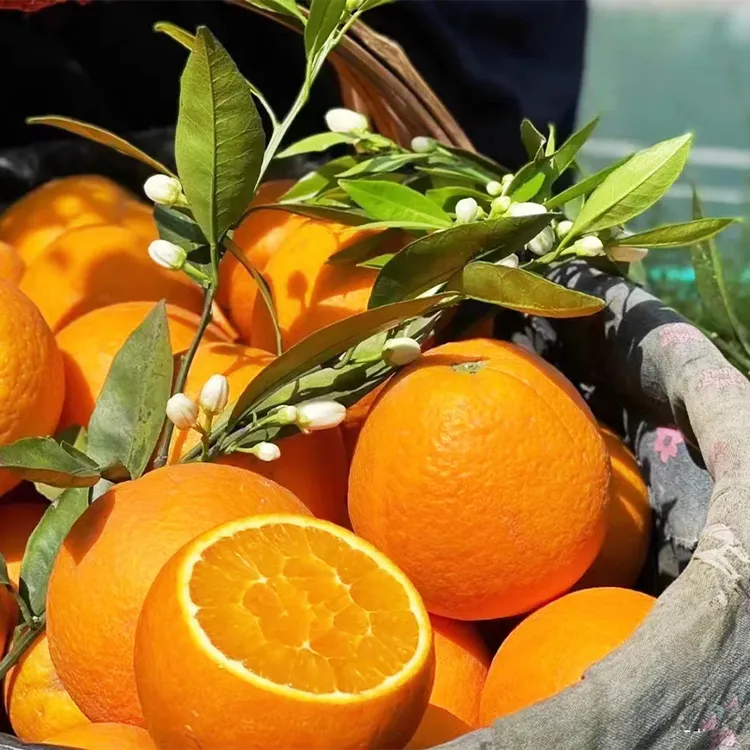 【爆甜多汁】正宗秭归伦晚脐橙子春橙帝王橙现摘新鲜应季水果5/9斤