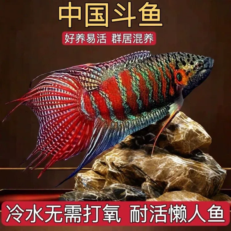 中国斗鱼活鱼普叉改良巨普好养耐活免打氧小型蓝吉罗小鱼观赏鱼
