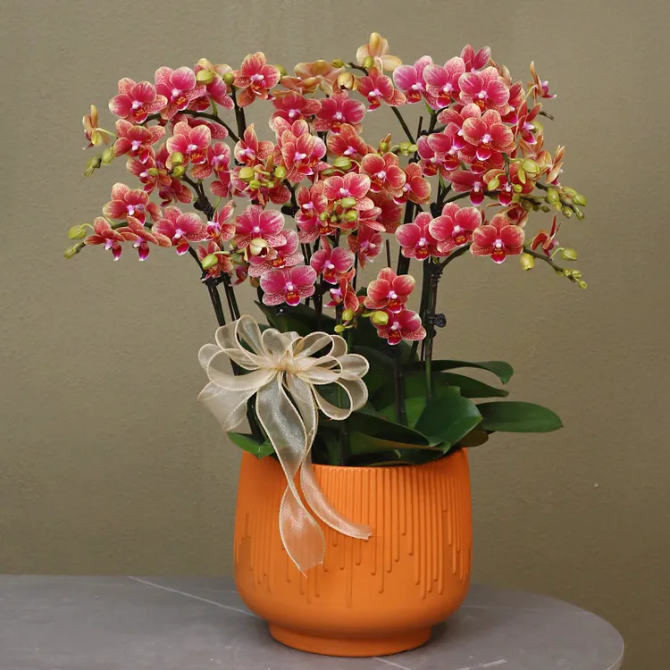 【聚宝盆】橙红色蝴蝶兰带花带盆组好伴手礼送礼茶桌客厅美化装饰