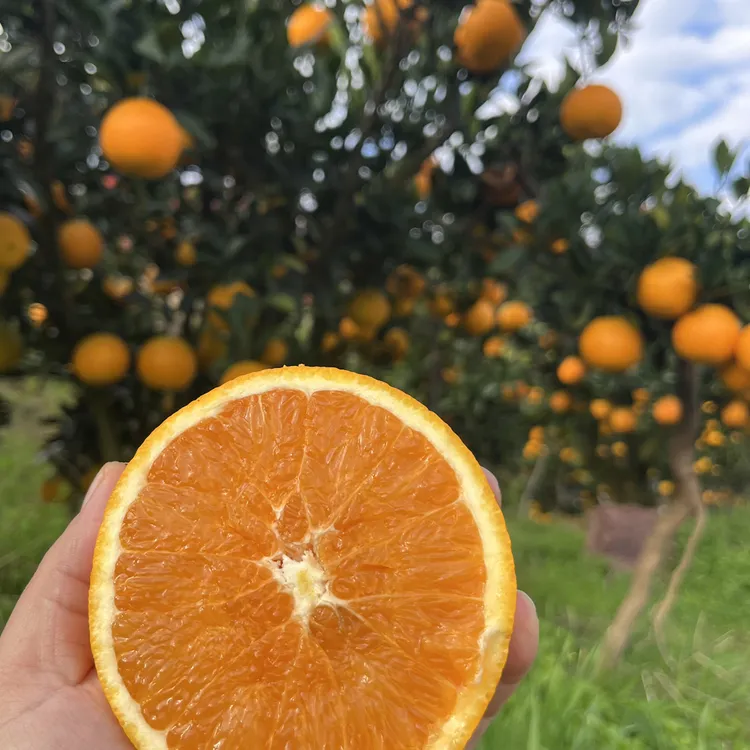 【兵哥鲜橙】湖北秭归九月红果冻橙5斤9斤净果包邮现采现发