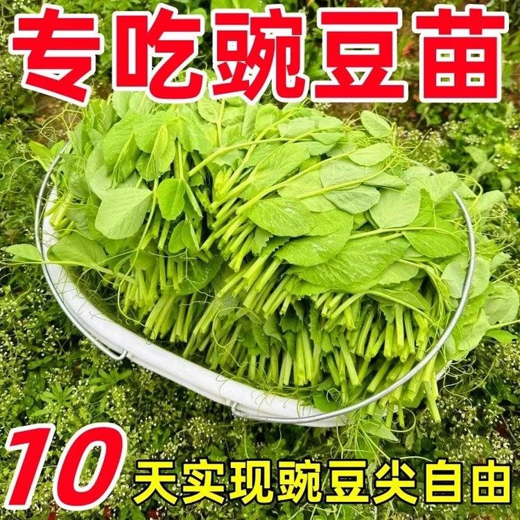 【10天上桌】豌豆苗种子四季播种甜豌豆尖种籽豌豆苗孑豌豆荷兰豆