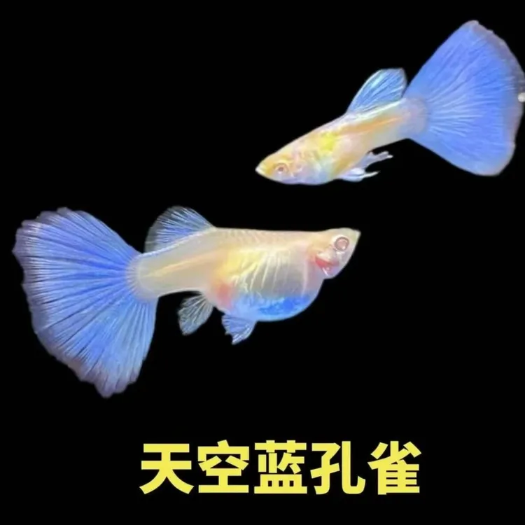 【日系天空蓝】好养孔雀鱼精品小型观赏鱼淡水鱼（黑背景显蓝）