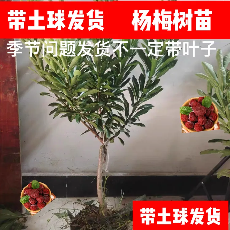 AB 正宗东魁黑炭杨梅树苗杨梅苗盆栽地栽果树苗水果树商品图