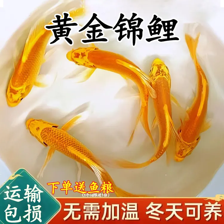黄金锦鲤活鱼招财鱼小型好养耐活冷水鱼金鱼活体鱼苗淡水观赏鱼