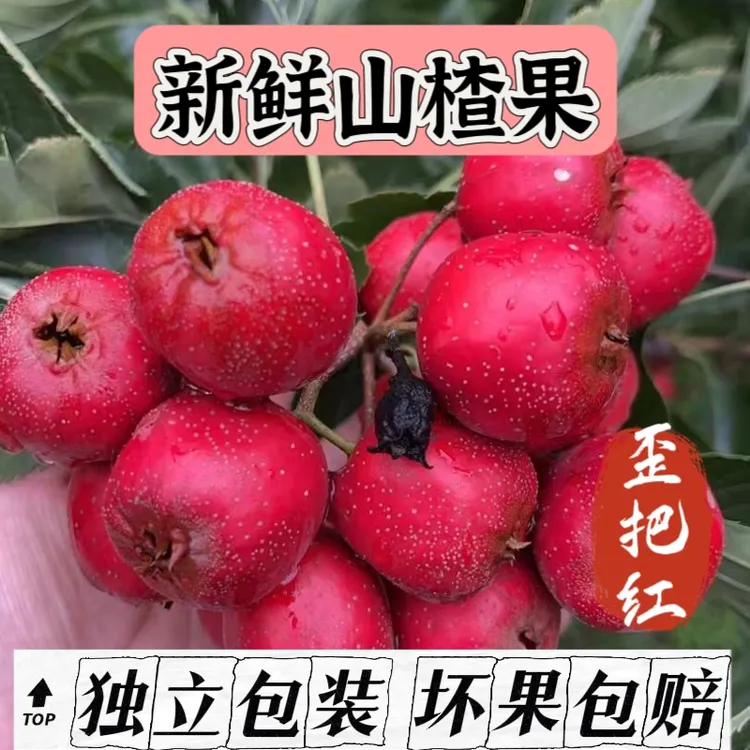 山西新鲜歪把红山楂酸甜可口适合做糖葫芦糖雪球