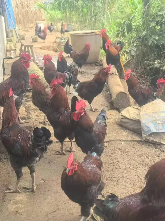 贵州农村林下散养血红毛大公鸡现宰带内脏顺丰包邮 包冰率10%-15%