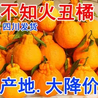 四川不知火丑橘带箱当季新鲜水果柑橘包邮整箱水果当季