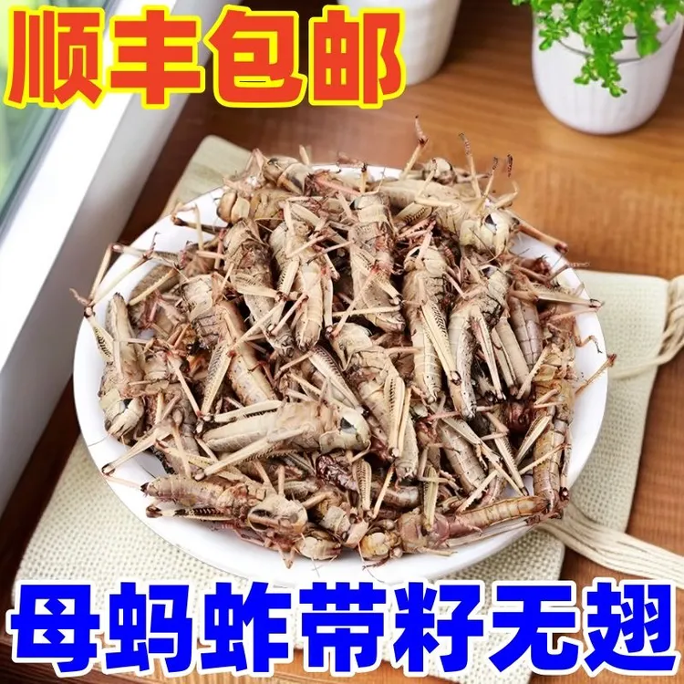 新鲜蚱蜢蝗虫昆虫油炸下酒菜特产美食包邮