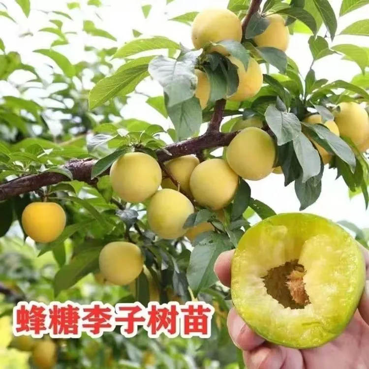 【蜂糖李】【大红袍】【青脆李】【黑布林李】树苗,适合南北方种植