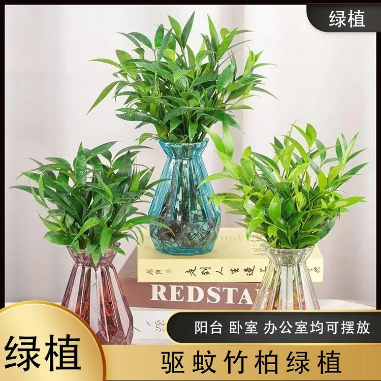 水培驱蚊水培植物竹柏水养盆栽绿植水培花卉客厅办公好养四季常青