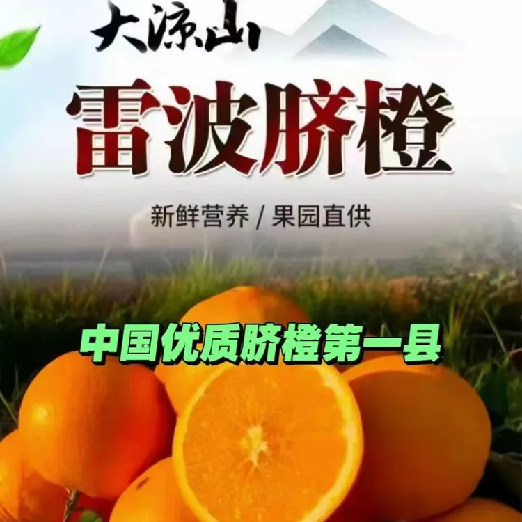 正宗大凉山雷波脐橙新鲜采摘带叶发货现摘现发 产地直发