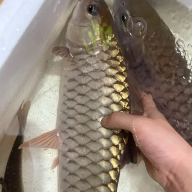 黄鳍野生军鱼冷水观赏鱼没有伤完好的40-45cm包邮包活