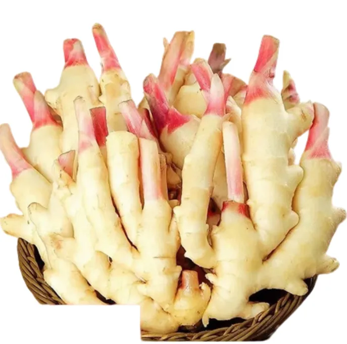 嫩姜仔姜子姜新鲜现挖鲜姜芽云南红芽嫩生姜小黄姜醋泡姜