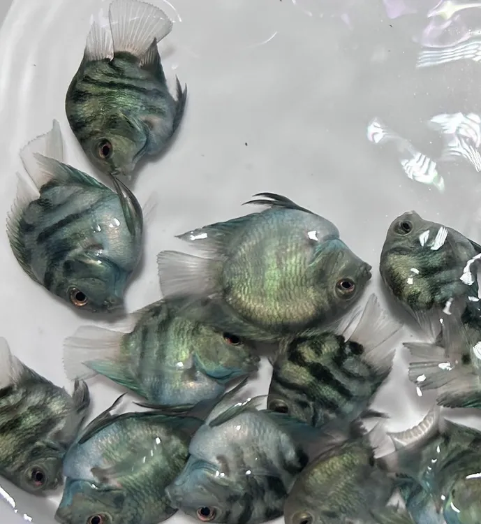 桃心迷你鹦鹉鱼缸