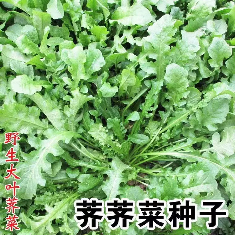 大叶荠菜种子农家四季春野菜种籽青菜籽秋冬种子食用盆栽荠菜种子