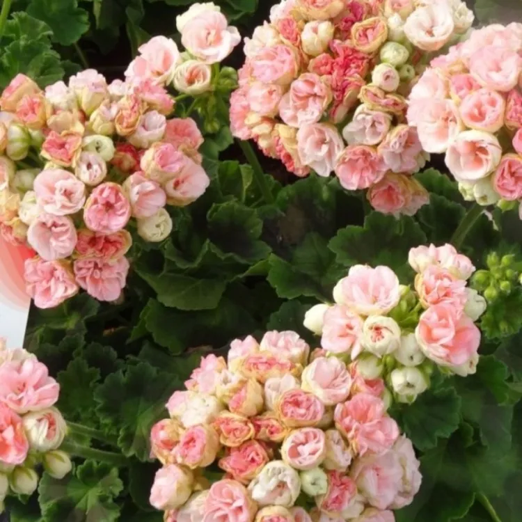 天竺葵系列玫瑰小姐多季节开花阳台花园庭院盆栽耐寒耐热好养护