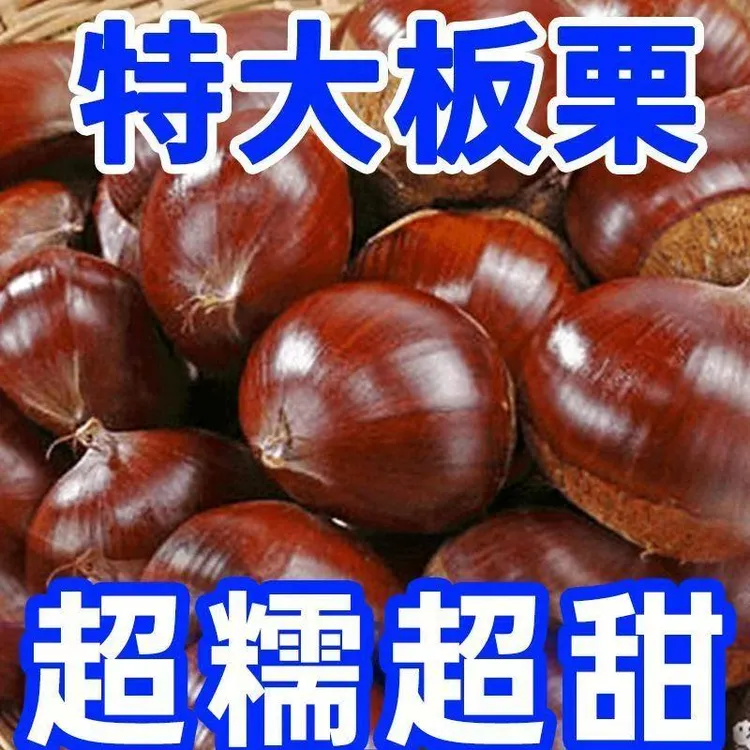 【超实惠】正宗板栗生栗子新鲜板栗野生小油栗大板栗栗子包邮5斤