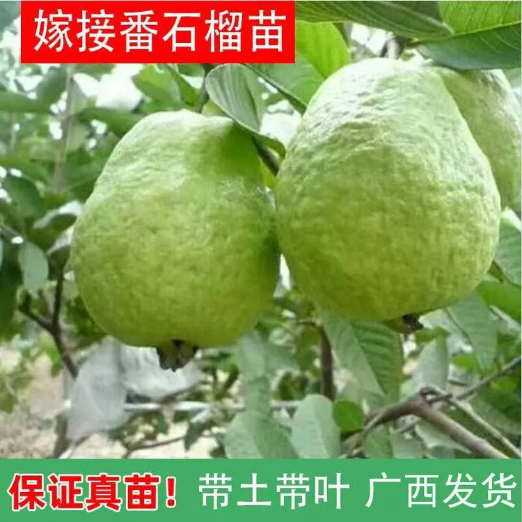 珍珠番石榴树果苗红心帝王芭乐树苗四季结果嫁接果树果苗带土带叶