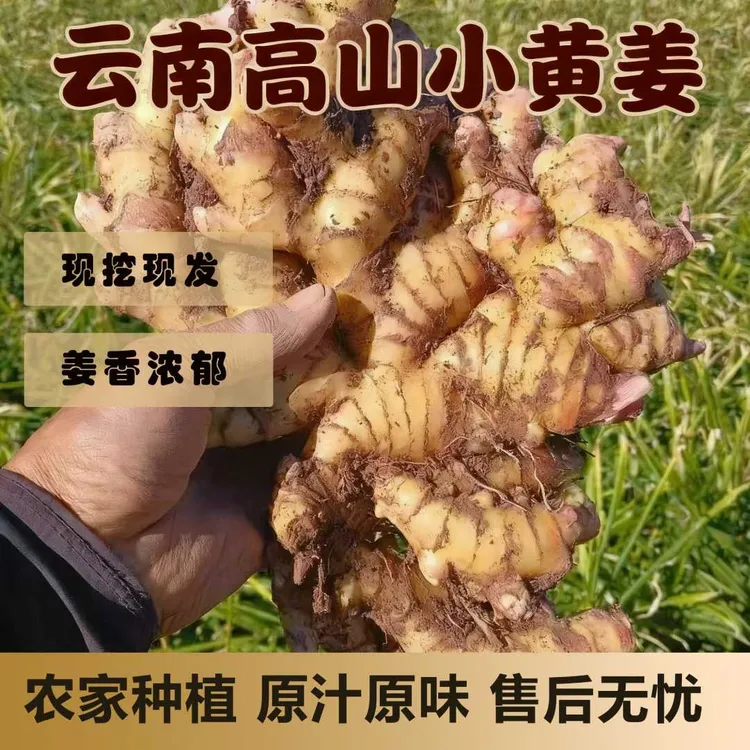 【云南小黄姜】2025年现挖新老姜农家新鲜现挖辛辣十足家庭必备