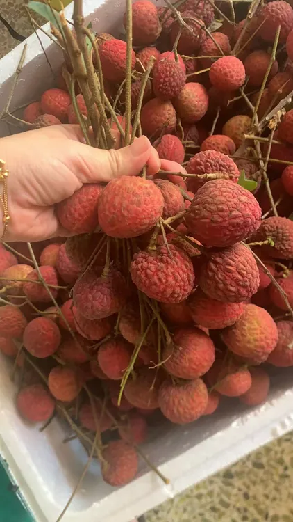 当季现摘漳浦仙进奉荔枝新鲜应季水果香甜多汁