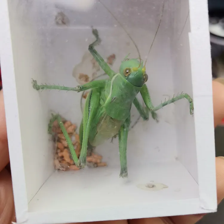 翡翠绿蝈蝈色艳欣赏听叫首选