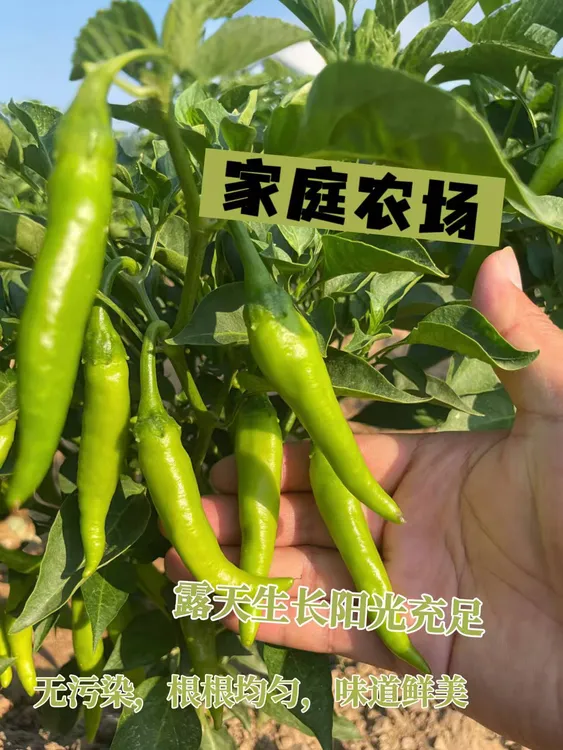 【现摘现发】山东青阳辣椒薄皮清脆肉厚农场自种新鲜青辣椒香辣