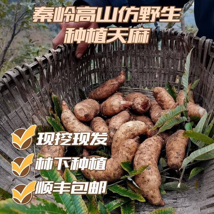 陕西秦岭小沟口高山鲜天麻仿野生种植现挖现发顺丰包邮