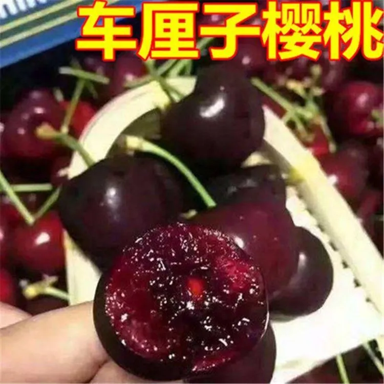 车厘子种子樱桃水果种籽超甜庭院阳台盆栽大樱桃车厘秋冬播种育苗