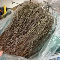 广西正宗野生独角金
