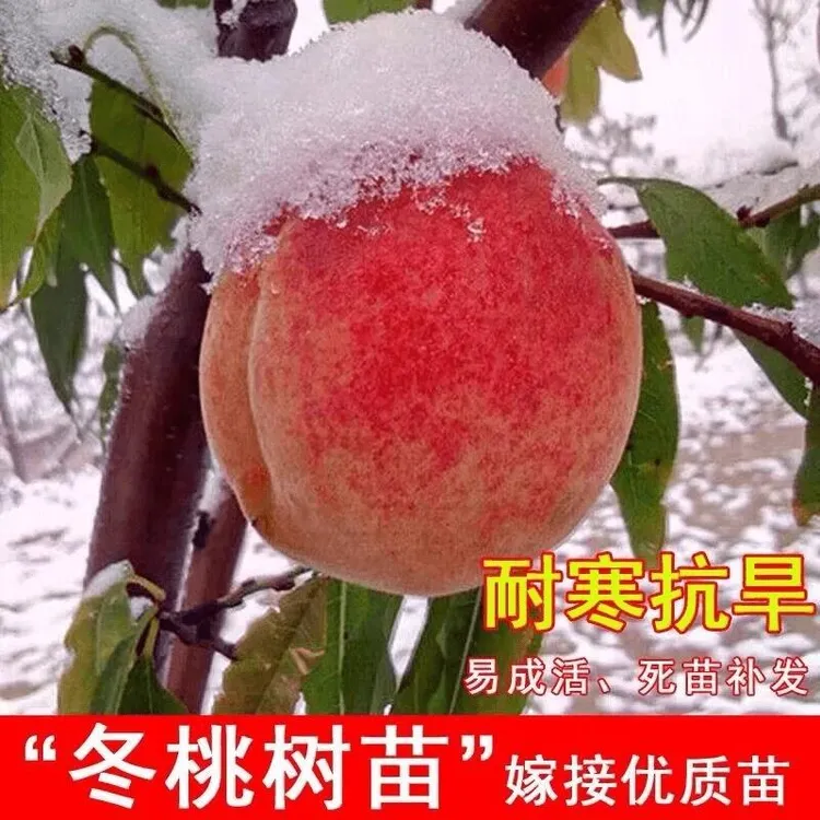 嫁接冬桃果树苗耐寒巨型冬桃苗晚熟盆栽地栽南北方种果树当年结果