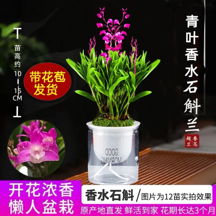 带花苞-澳洲石斛兰懒人香水好养浓香型阳台水培绿植室内花卉盆栽