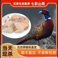 【山鸡哥专属】拍一发二 新鲜现宰散养七彩山鸡 顺丰包邮 适合煲汤