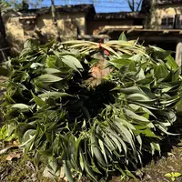 武夷山桂叶熏鹅专用新鲜桂叶