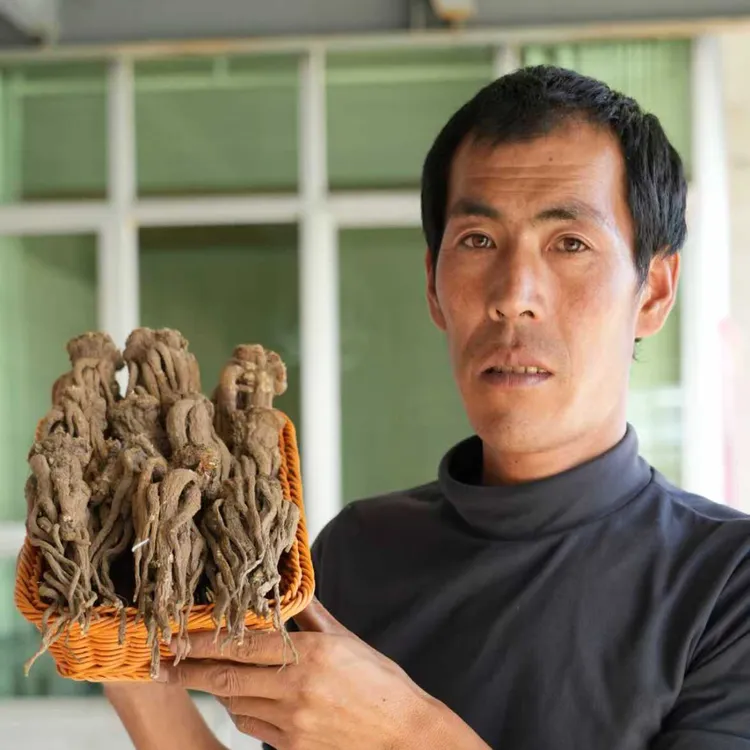 甘肃岷县整枝当归